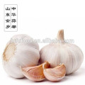 China Knoblauch Pflanzer / Großhandel Knoblauch